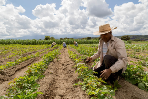 Aposentadoria Rural 2023: Quem tem Direito e Como solicitar